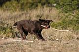 LABRADOR 653